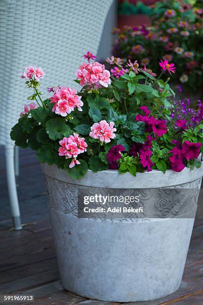geranium - peppermint geranium stock pictures, royalty-free photos & images
