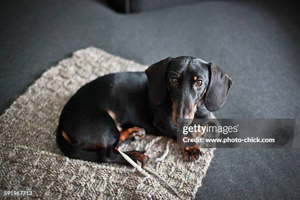 knitting dachshund - kuscheldecke stock-fotos und bilder