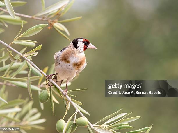 european goldfinch (carduelis carduelis), spain.  perched on an olive branch with olives. - olive tree foto e immagini stock