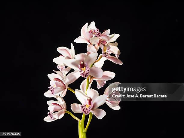 branch of orchids (ophrys cymbidium) on a black blackground - black blackground stock pictures, royalty-free photos & images