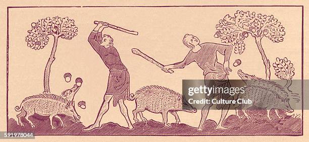 Serf feeding pigs. After illuminations in the Roy Manuscript - c. 1340.