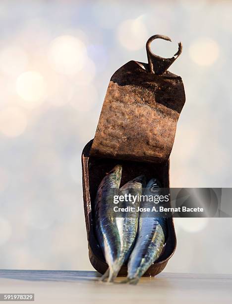 tin of conserve and fresh sardines - sardine tin stock pictures, royalty-free photos & images