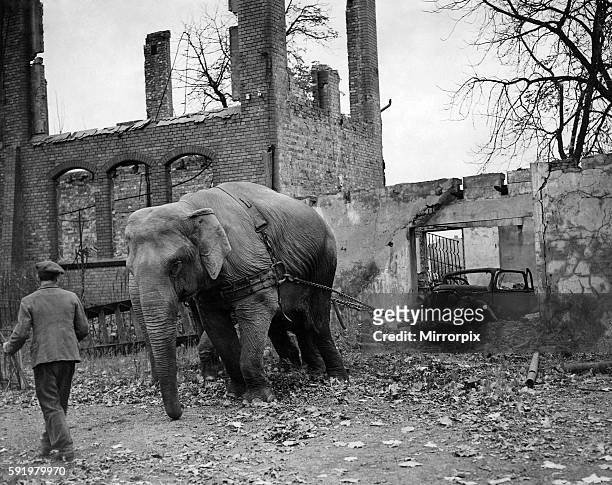 "Mary" the elephant aged 25 from Burma and "Kieri" aged 35 from Ceylon helping to clear up bombed sites in blitzed Hamburg, Germany. They can lift...
