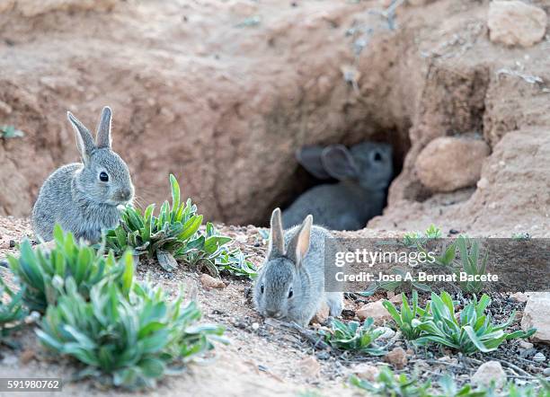 group of babies of rabbit eating and playing close to his burrow ( species oryctolagus cuniculus.) - rabbit burrow bildbanksfoton och bilder