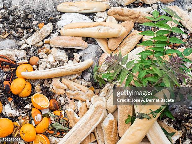 dump of organic garbages with remains of fruits and bread in decomposition - moldy bread stock pictures, royalty-free photos & images