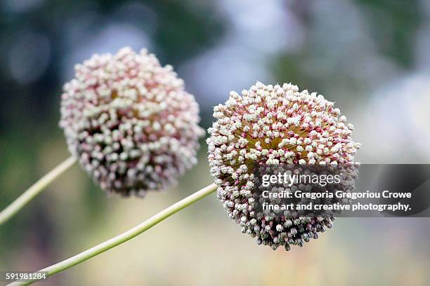 garlic flower - olympus imagens e fotografias de stock