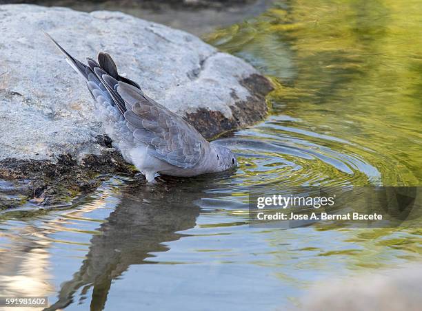 eurasian collared-dove (streptopelia decaocto) , spain. drinking in a water lake. - columbiformes stock pictures, royalty-free photos & images