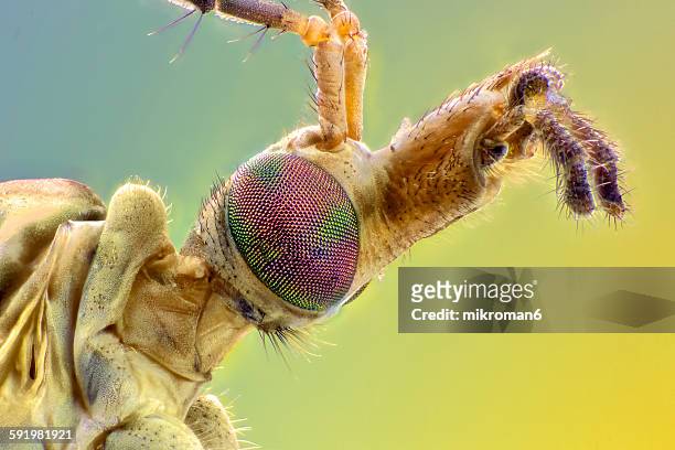 cranefly, close-up detail of head - típula fotografías e imágenes de stock