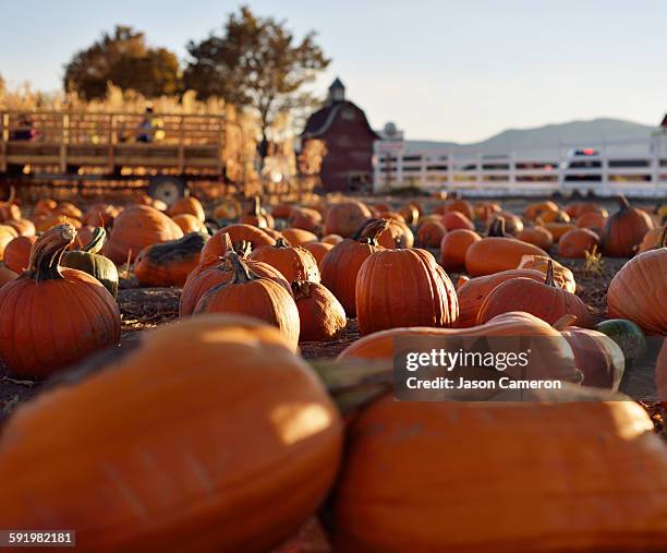 pumpkin farm - hayride stock pictures, royalty-free photos & images