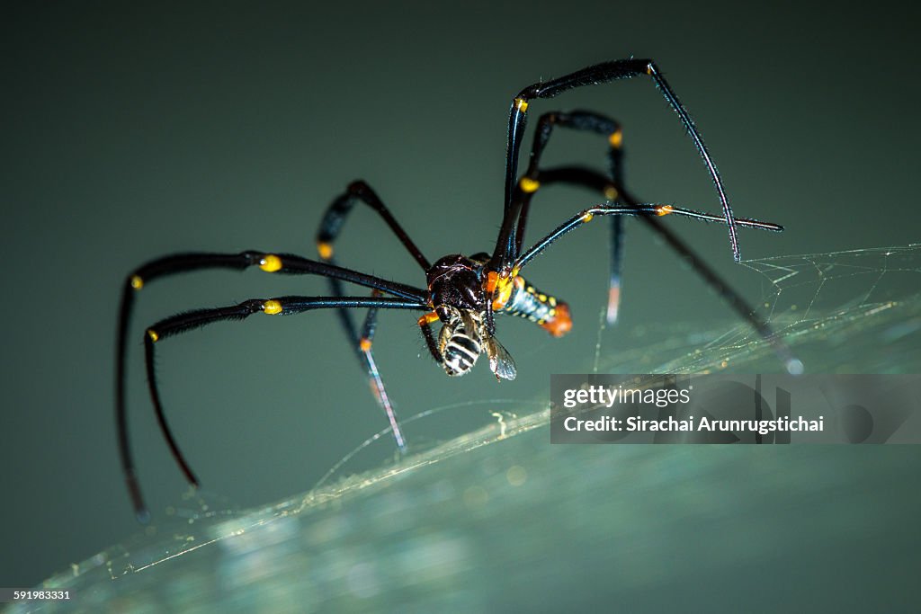 Giant golden orb weaver spider kills a Bee