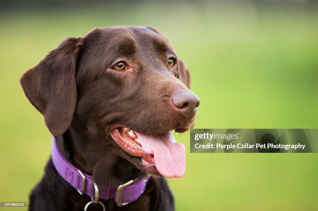 Chocolate Labrador Retriever Dog Close-Up
