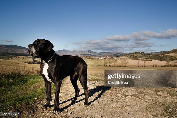 big black dogo argentino - dogo argentino stock pictures, royalty-free photos & images
