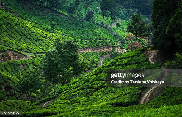 3,689 Multiple Paths Stock Photos, High-Res Pictures, and Images ...