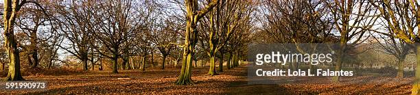 richmond park panorama - richmond park london stock pictures, royalty-free photos & images