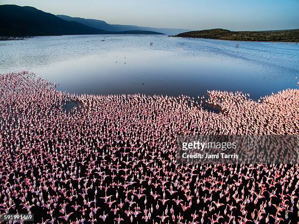 a large colony of lesser flamingos, aerial - lago bogoria foto e immagini stock