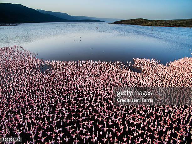 a large colony of lesser flamingos, aerial - colônia grupo de animais - fotografias e filmes do acervo