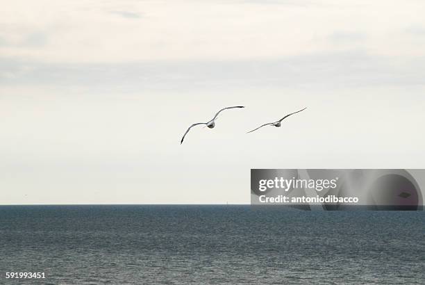 flying birds - orizzonte stock pictures, royalty-free photos & images