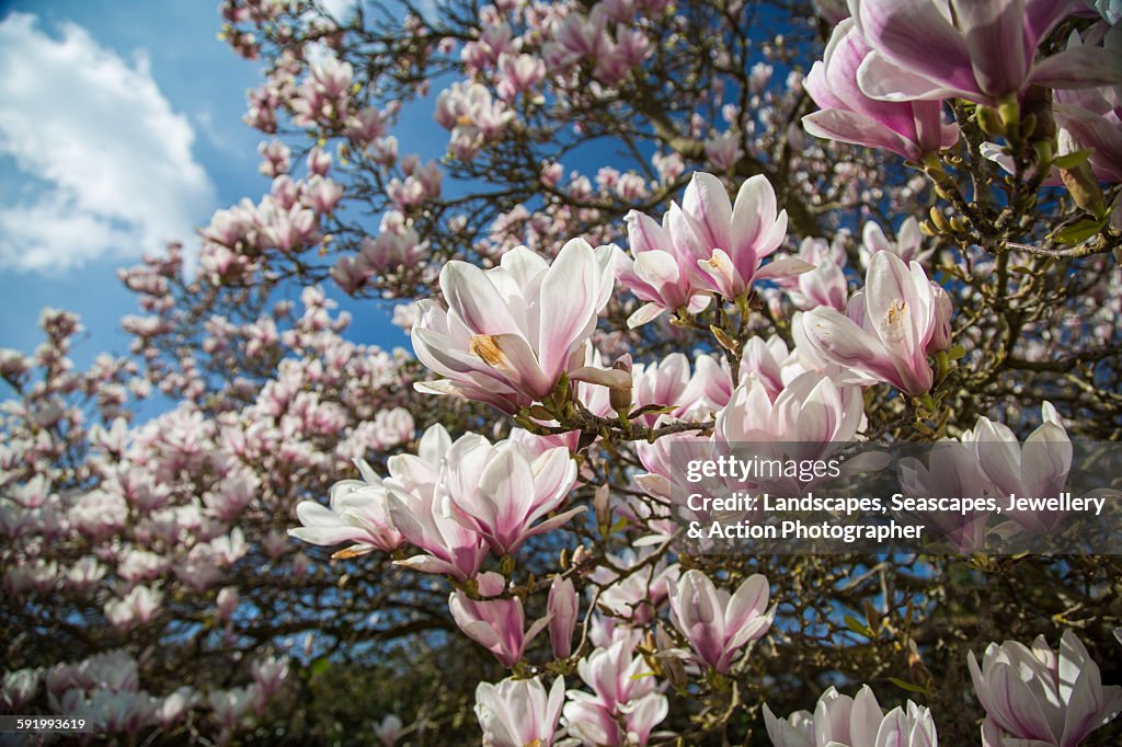 Magnolia tree flowers