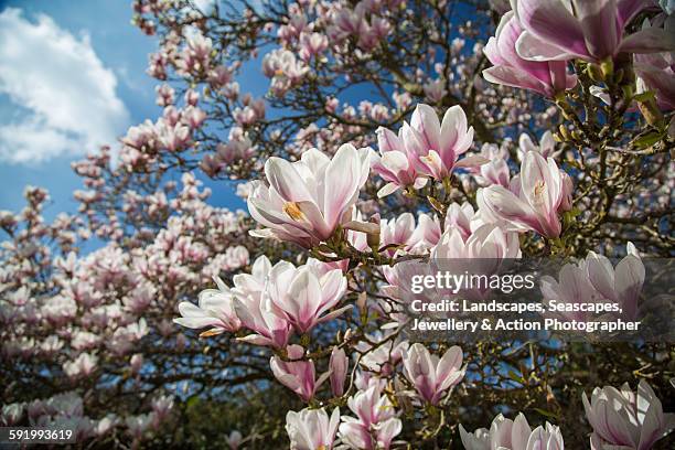 magnolia tree flowers - magnolia stellata stockfoto's en -beelden