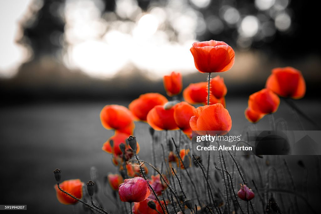 Red poppies against black and white background