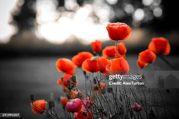 red poppies against black and white background - isolated colour stock-fotos und bilder