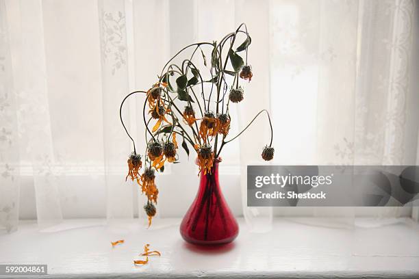 bouquet of wilting flowers in windowsill - decay fotografías e imágenes de stock