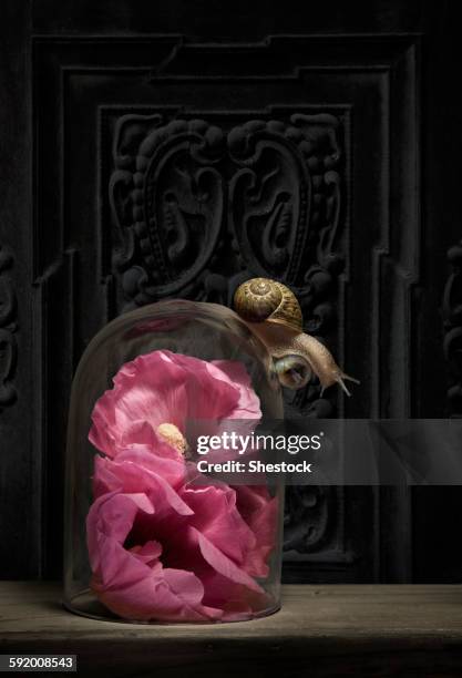 close up of snail crawling on glass jar over flower - campana de vacío fotografías e imágenes de stock