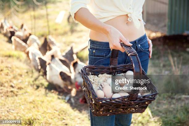 caucasian farmer gathering chicken eggs on farm - santa rosa california stock pictures, royalty-free photos & images