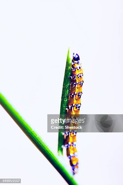caterpillar crawling on plant - caterpillar stock-fotos und bilder