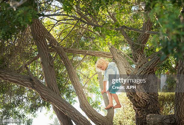 young boy climbing tree - elementary student stock pictures, royalty-free photos & images
