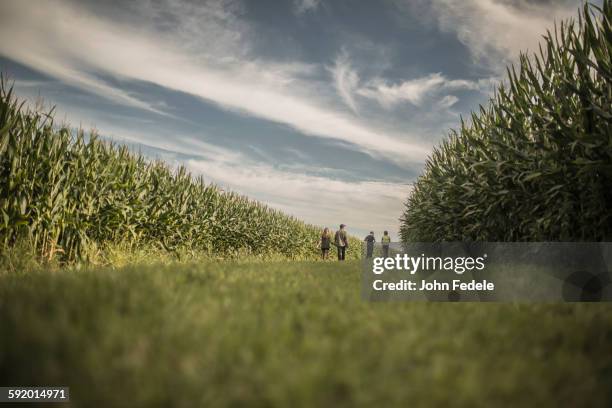 caucasian family walking in corn field - distant family stock pictures, royalty-free photos & images