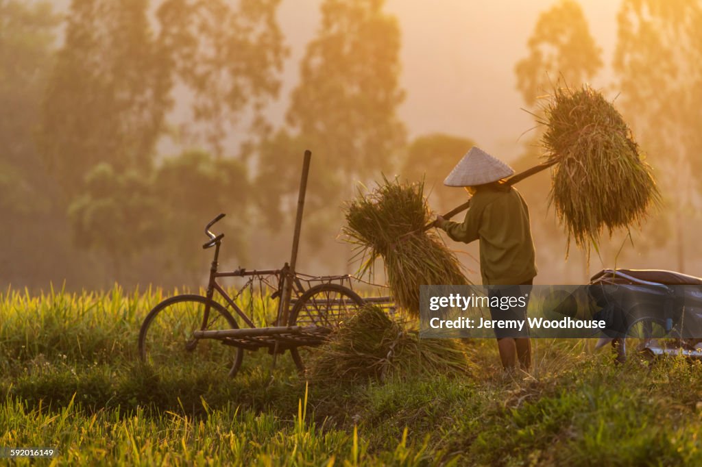 Farmer carrying rice plants in rural field