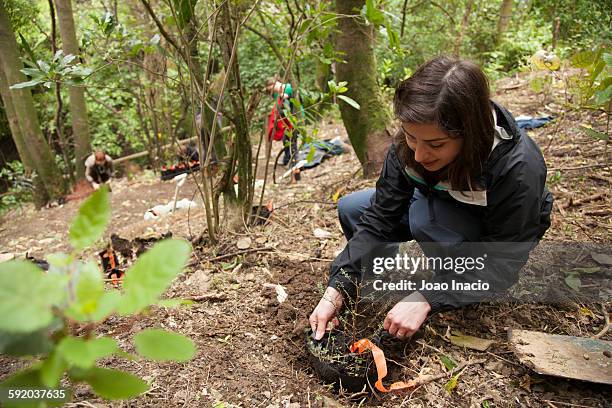 tree planting - planting tree stock pictures, royalty-free photos & images