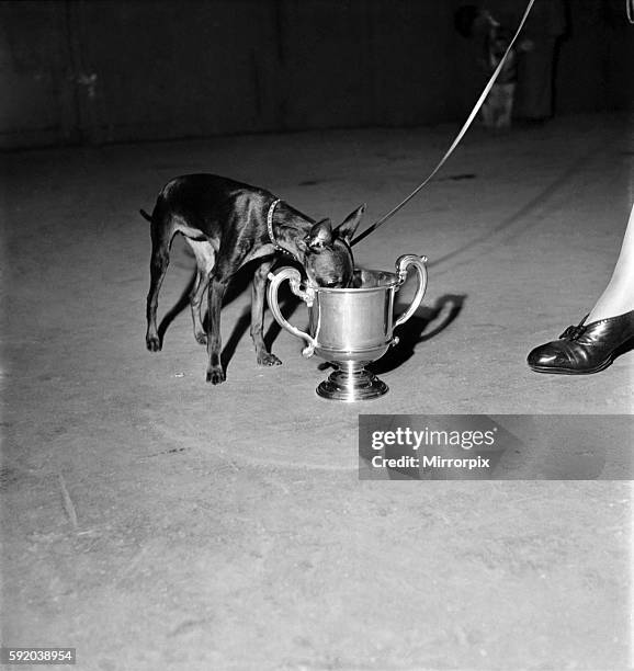 Croydon Dog show at Olympia. Sanig Maning a Miniature Manchester terrier drinks from the cup he won. May 1950 O24304-001