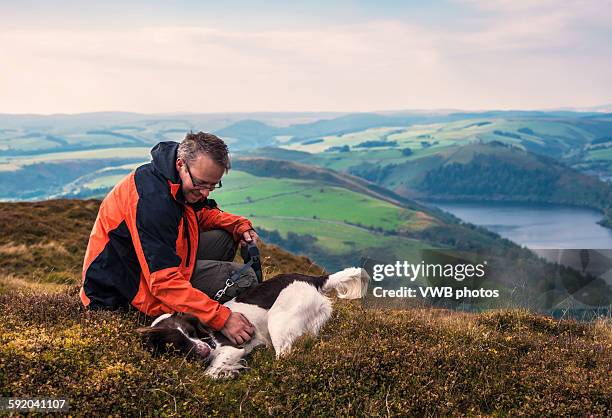 after the climb - springer spaniel bildbanksfoton och bilder