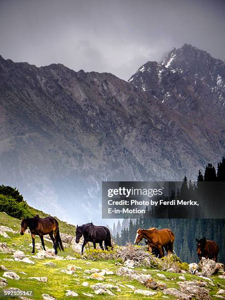 wild horses in jeti oguz - kyrgyzstan stock-fotos und bilder