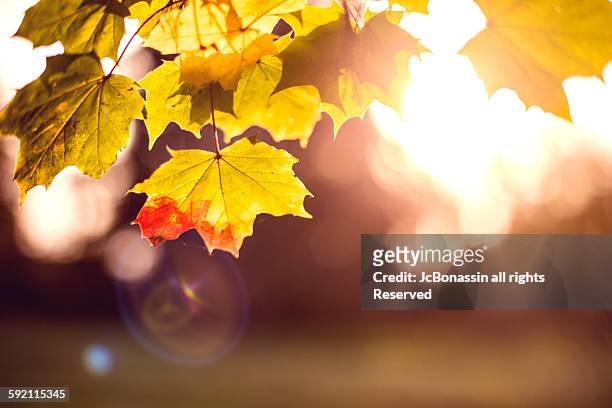 autumn leaves in england - jc bonassin photos et images de collection