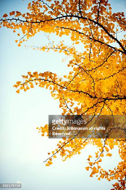 autumn leaves in england - jc bonassin photos et images de collection