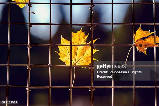 autumn leaves in england - jc bonassin stock-fotos und bilder