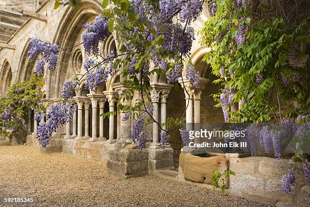 fontfroide abbey, cloister with wisteria - narbona fotografías e imágenes de stock