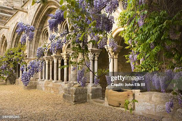 fontfroide abbey, cloister with wisteria - blauweregen stockfoto's en -beelden