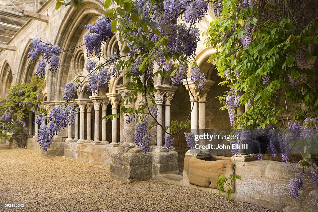 Fontfroide Abbey, cloister with wisteria