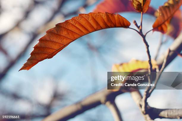 chestnut leaves - maroni stock-fotos und bilder