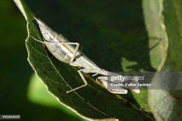 mediterranean mantis (iris oratoria) - oratoria foto e immagini stock