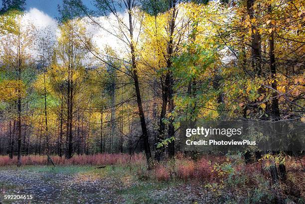 fall along the alcan highway - alcan highway stock pictures, royalty-free photos & images