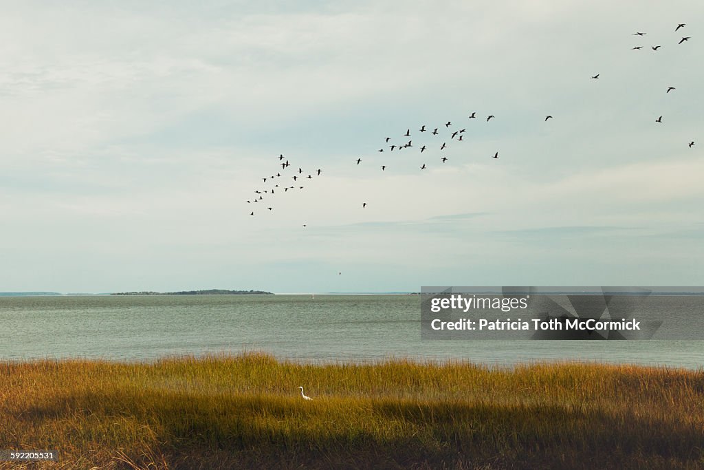 Egret in salt water marsh