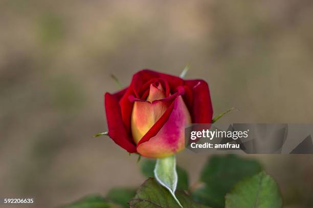 bicolor rose - annfrau stock-fotos und bilder