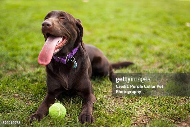 chocolate labrador dog with tennis ball - labrador retriever stock pictures, royalty-free photos & images