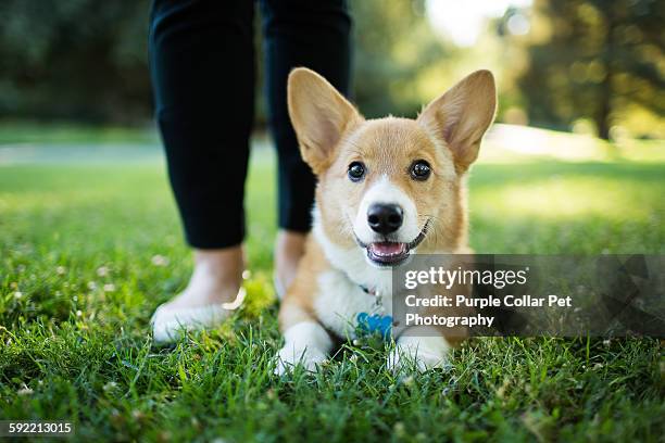 corgi puppy next to person's feet - pembroke welsh corgi puppy foto e immagini stock