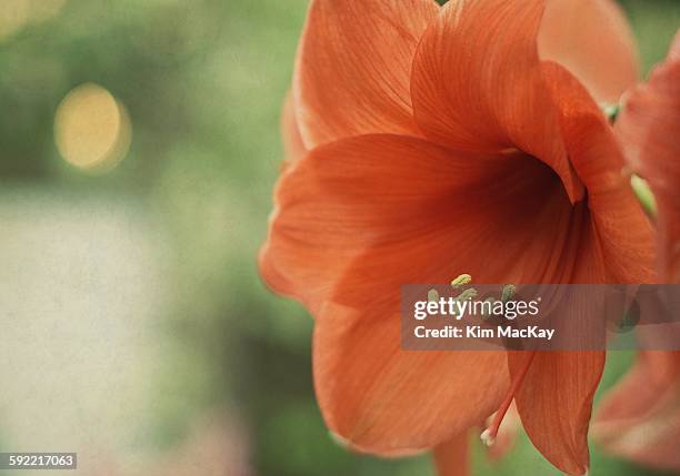 beautiful amaryllis flower and bokeh - hippeastrum picotee stock pictures, royalty-free photos & images